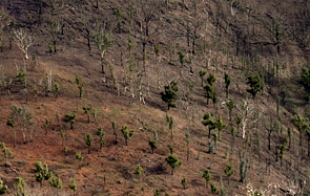 Pests and Diseases in the Plantation