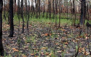 Forestry and Carbon Sequestration