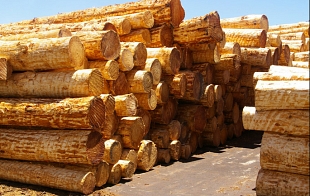 Current Technology in Forestry Plant Production