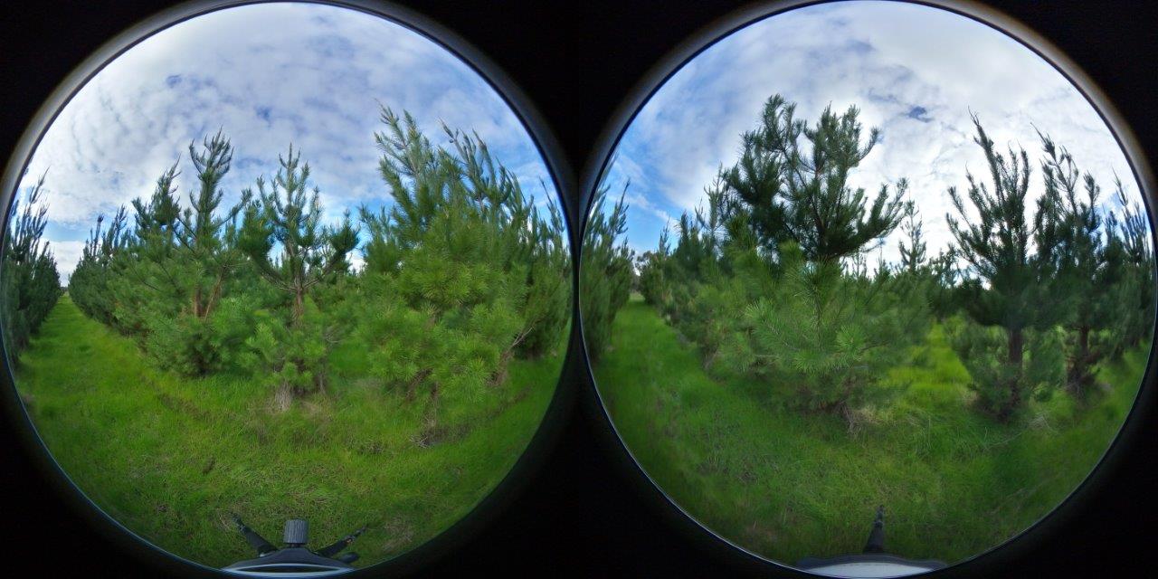 youngPinePlantation small