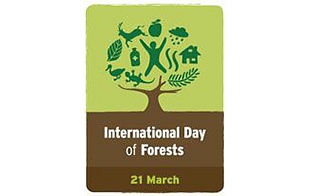 Celebrating Our Forests
