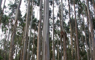Various Demands for Plantation and Native Forests