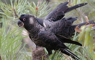 Enhancing Biodiversity in the Australian Environment