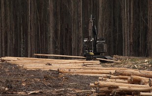 Sustainable Timber Harvesting in Native State Forests