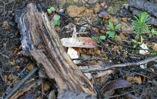 Practical Investigation of Soil