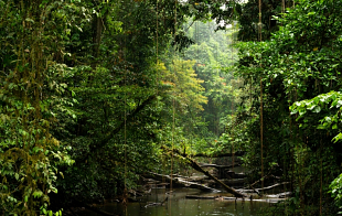 Forest Landscapes of the World - Photos