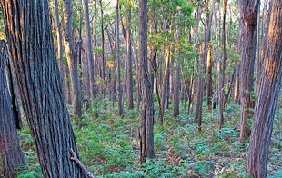 Forestry and Carbon Sequestration