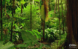 Australian Forest Sounds