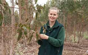 Going Bush - Various demand for plantation and native forests