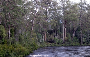 Forests and their impact on water quality and quantity