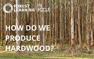 ForestLearning InFocus – How Do We Produce Hardwood?