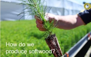 ForestLearning InFocus - How Do We Produce Softwood?