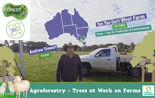 Agroforestry – Yan Yan Gurt West Farm Victoria  Sheep + Trees for Production & Environment