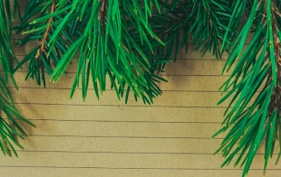 Pine – Plantation to Paper