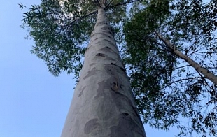 Spotted Gum Forestry Story