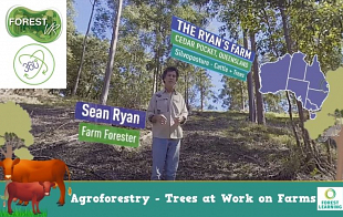Agroforestry – The Ryan’s Farm: Queensland Silvopasture  | Trees + Cattle