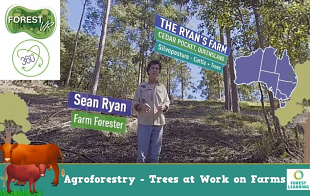 Agroforestry - The Ryan's Farm: Queensland Silvopasture  | Trees + Cattle