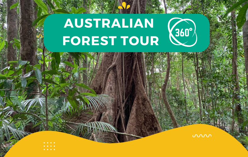 Australian Forest Tour (360-degree photos)