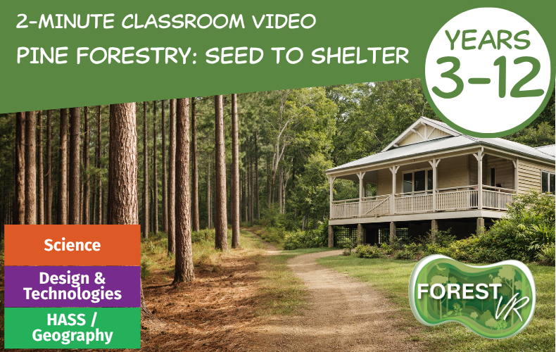 Pine Forestry Story: Seed to Shelter (2-Minutes)