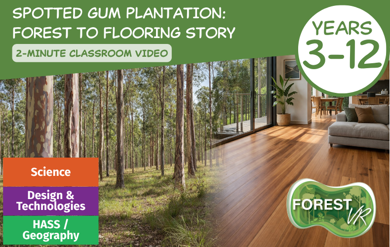 Spotted Gum Plantation Story: Forest to Fine Flooring (2-Minutes)